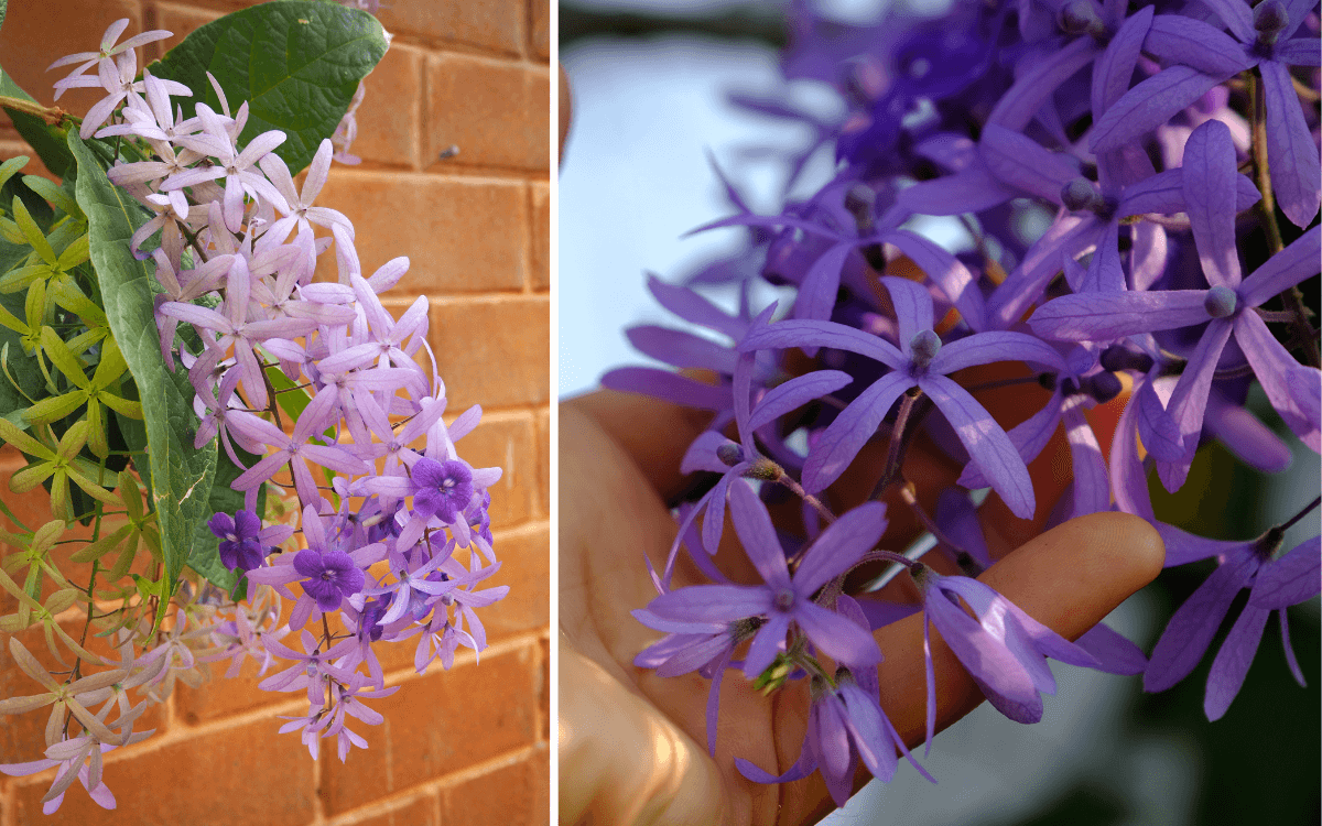 Image Name Sandpaper Vine