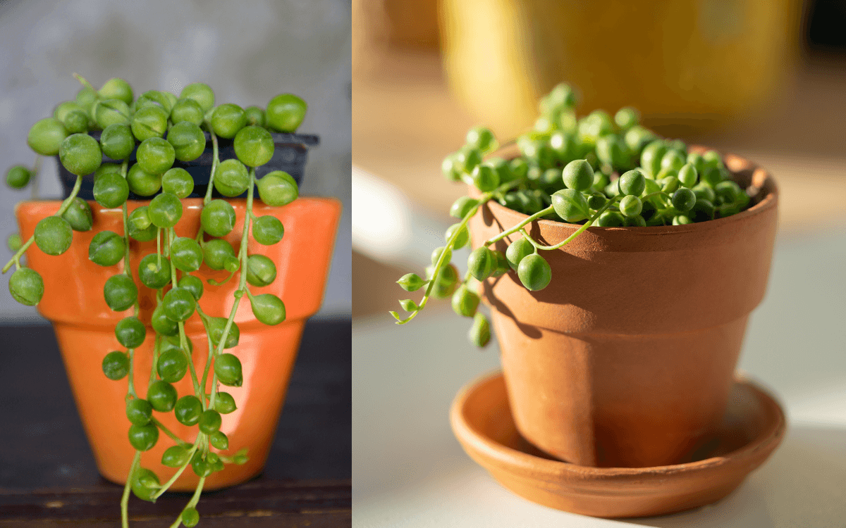 Image Name Senecio rowleyanus in pots