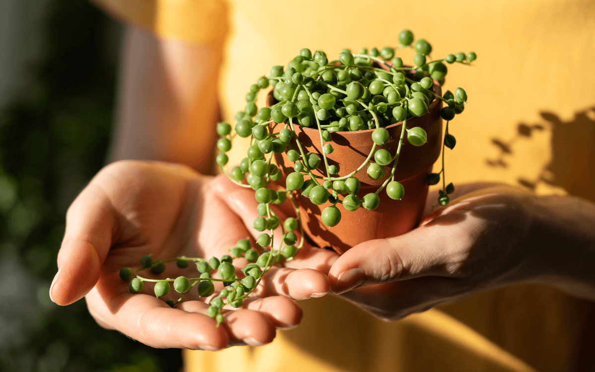 Image Name String of Pearls Plant – Featured Image