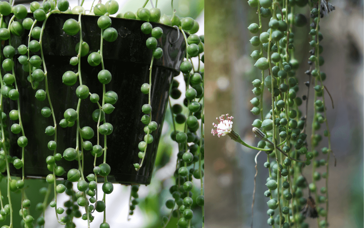 Image Name String of pearls plant