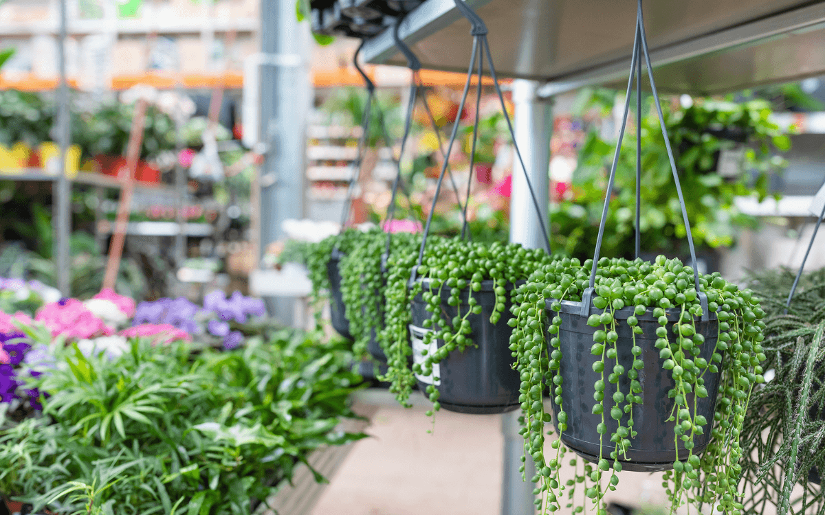 Image Name String of perals decoration