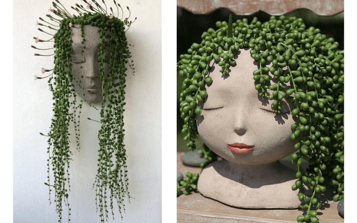 Image Name Uses in decoration string of pearls plant