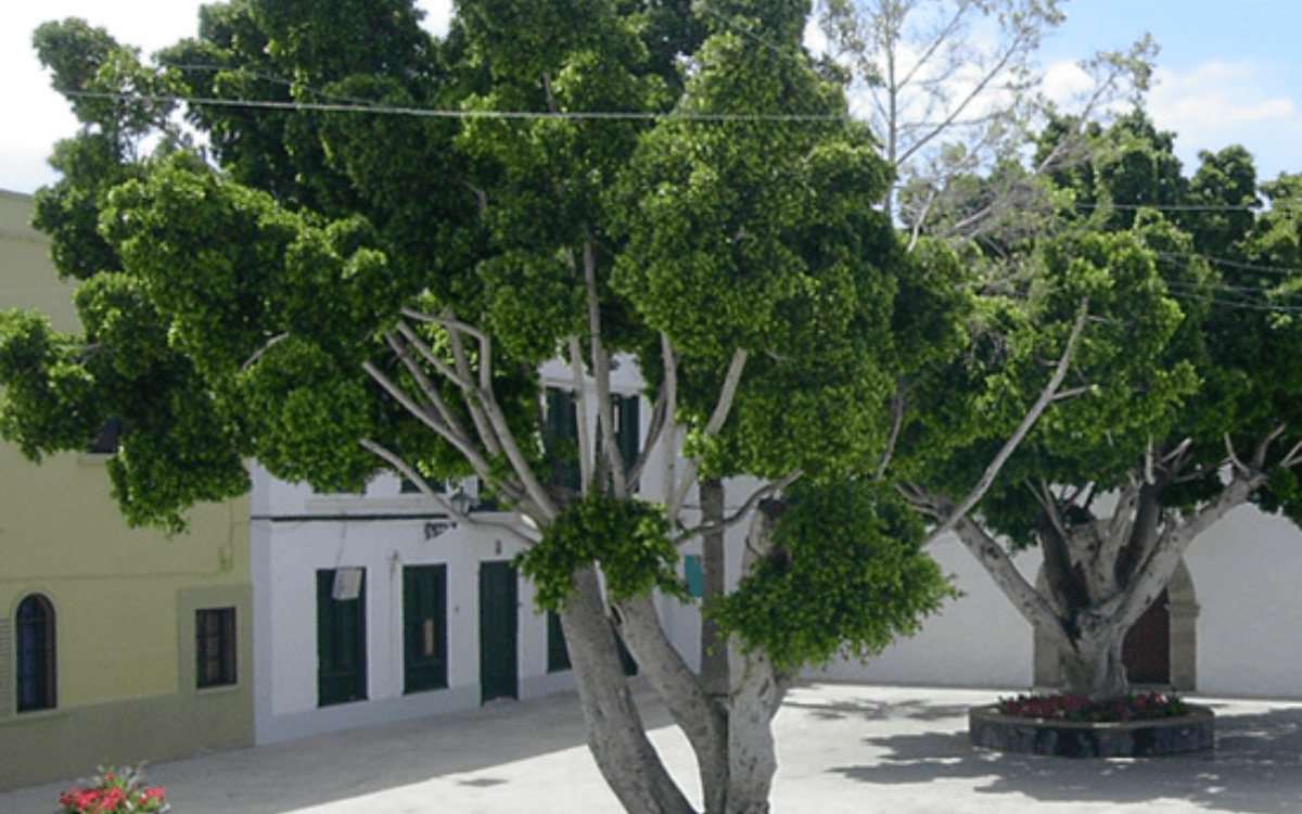 Image Name Weeping Fig 02