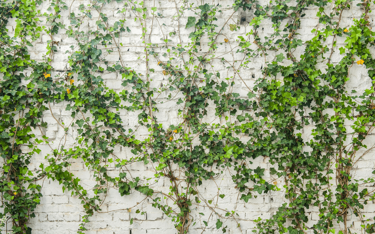Creeping fig growing on a wall
