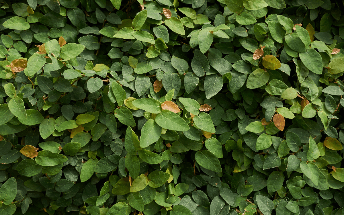 Ficus Pumila Leaves