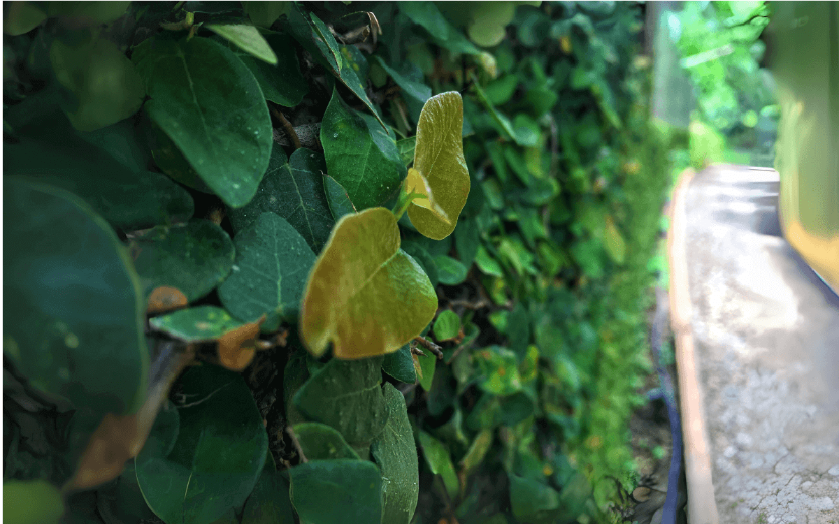 Ficus pumila Creeping fig