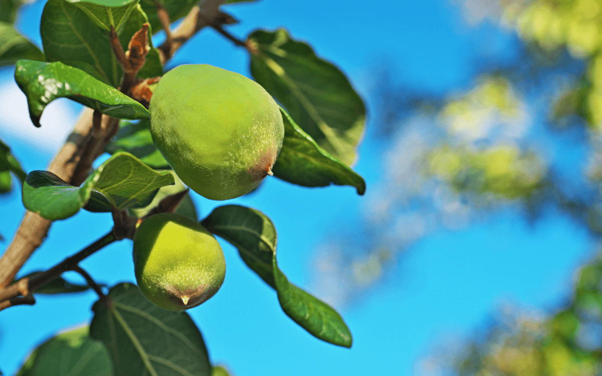 Fruit Ficus Pumila