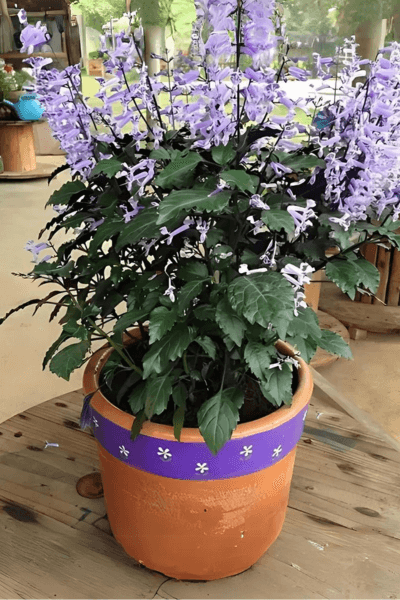 Plectranthus saccatus in a pot