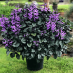 Plectranthus Saccatus: Characteristics and How to Care