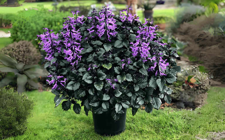 Plectranthus saccatus plant Discover 7 Beautiful Flowering Plants That Are Easy to Grow