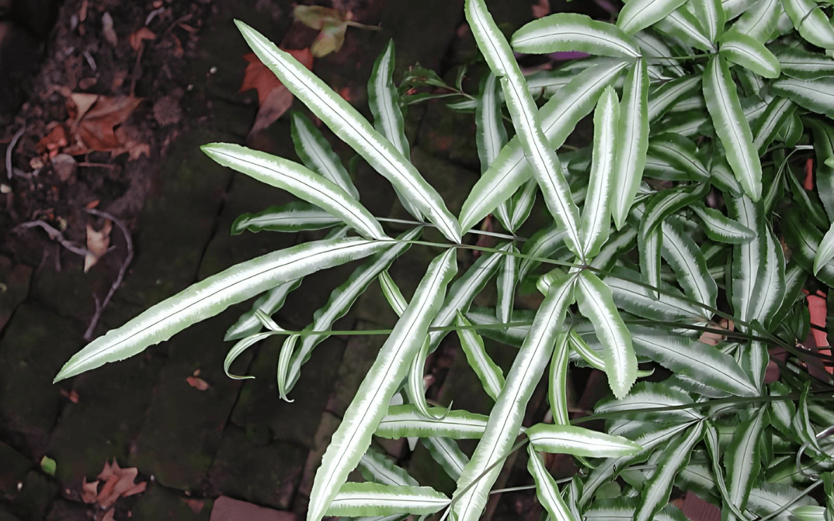 Pteris cretica leaves