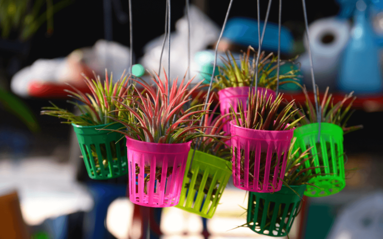 Tillandsia Air Plants: Species and Care (With Photos)