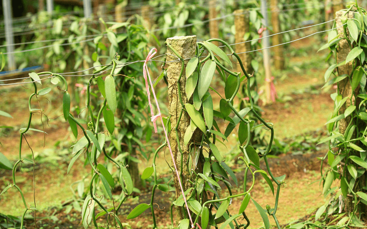 Vanilla orchid commercial cultivation