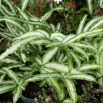Ribbon Fern or Cretan Brake Fern: How to Plant and Care