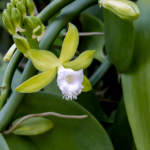 Vanilla Orchid: How To Plant, Care and Grow (With Photos)