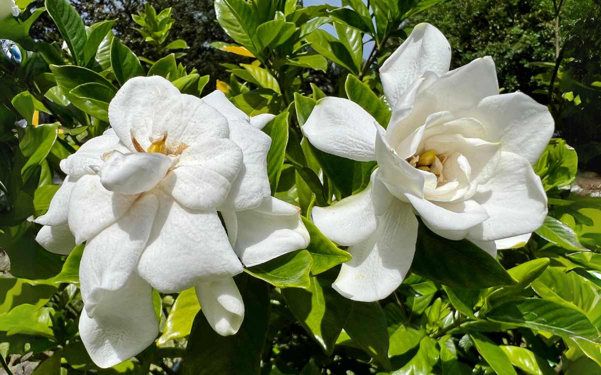 2 white gardenia flowers