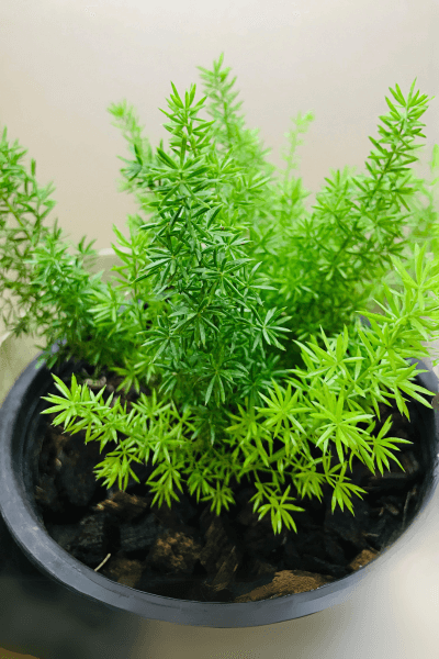 Asparagus densiflorus in a plant pot