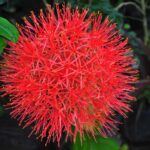 Blood Lily (Scadoxus Multiflorus): How to Grow and Care