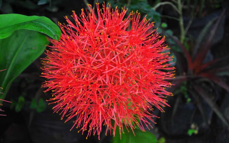 Blood lily Blood Lily (Scadoxus Multiflorus): How to Grow and Care