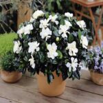 Gardenia: Characteristics, How to Care and Propagate