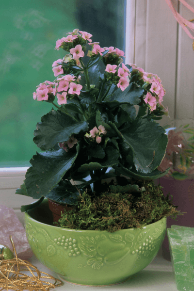 Calanchoe flowering in a green vase