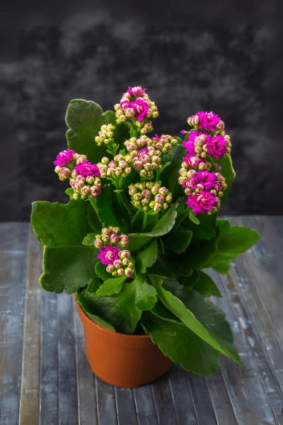 Calanchoe flowering in a vase