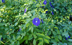 Clitoria Ternatea – Butterfly Pea – featured image Clitoria Ternatea – Butterfly Pea – featured image