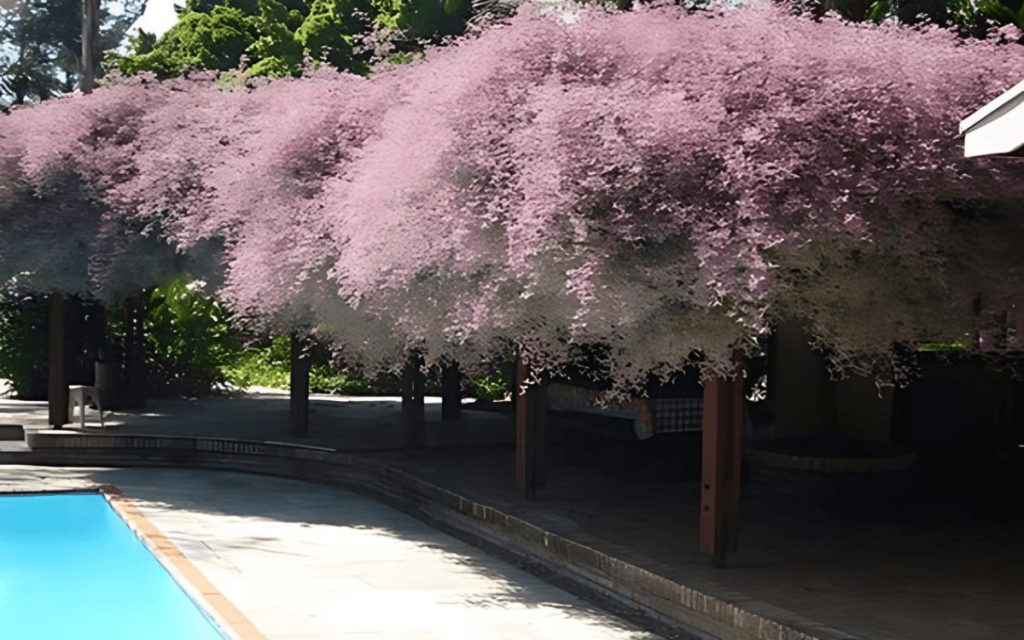 Congea Tomentosa (Wooly Congea) Characteristics and Care