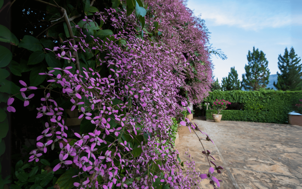 Congea Tomentosa (Wooly Congea) Characteristics and Care