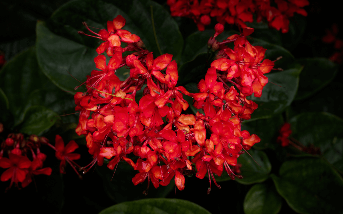 Flaming Glorybower flowers