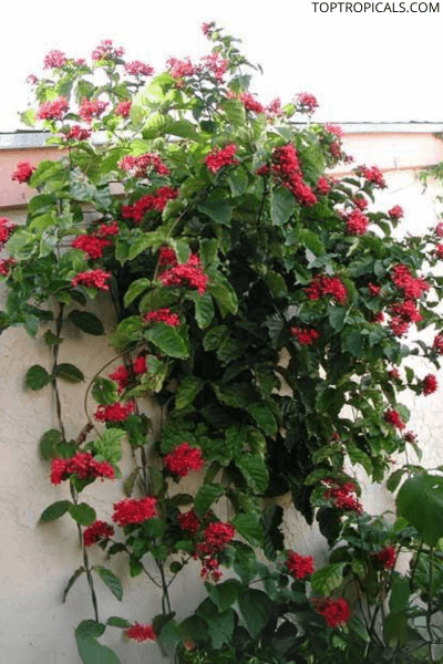 Flaming Glorybower on a wall
