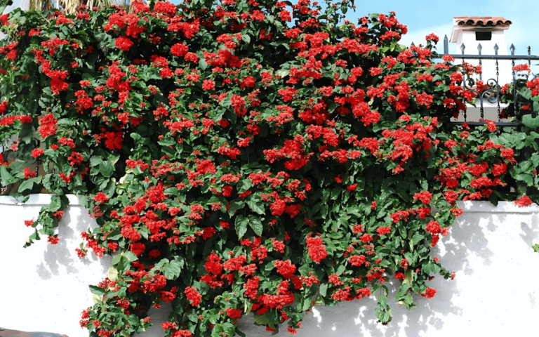 Flaming Glorybower with flowers on a wall Flaming Glorybower: How to Care and Propagate