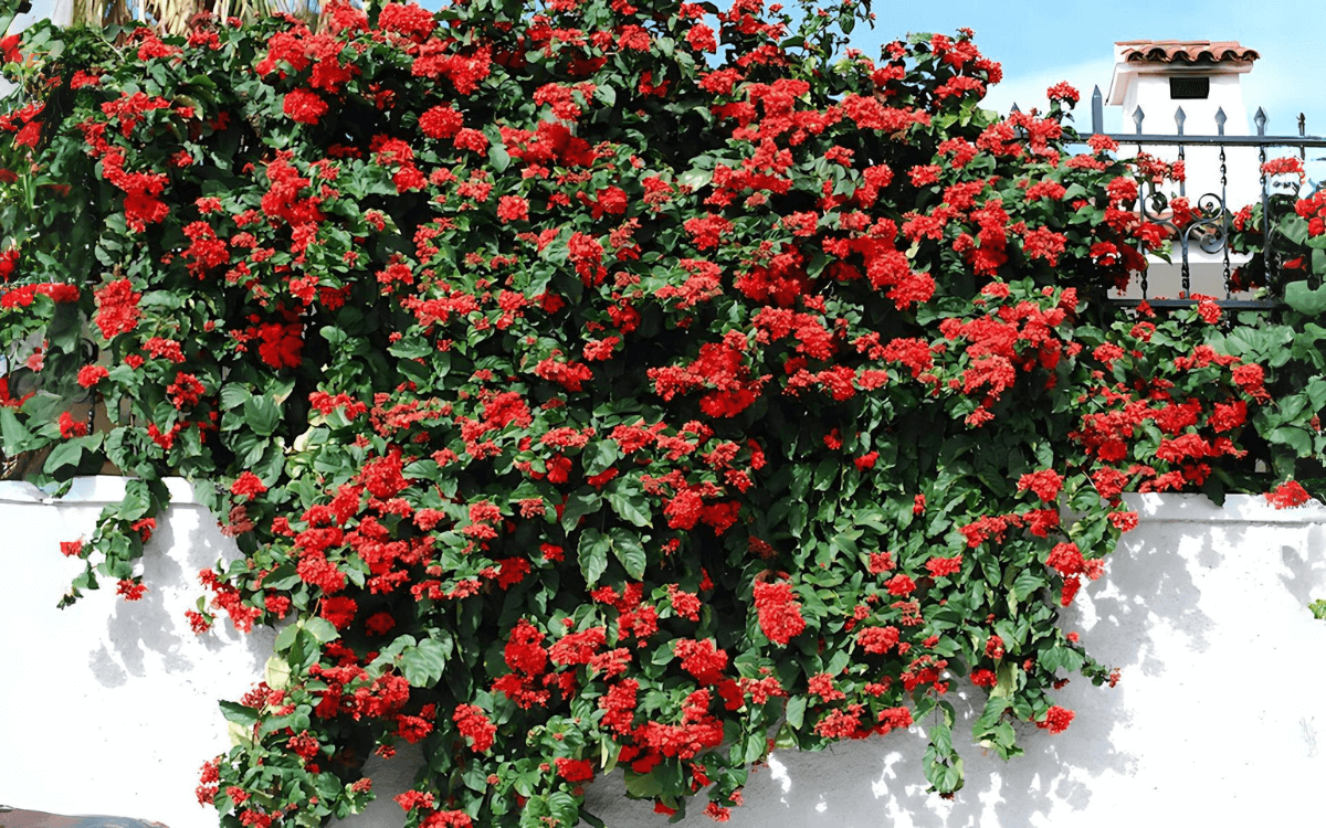 Flaming Glorybower with flowers on a wall