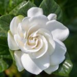 Gardenia: Characteristics, How to Care and Propagate