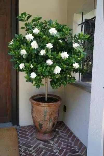 Gardenia in a pot