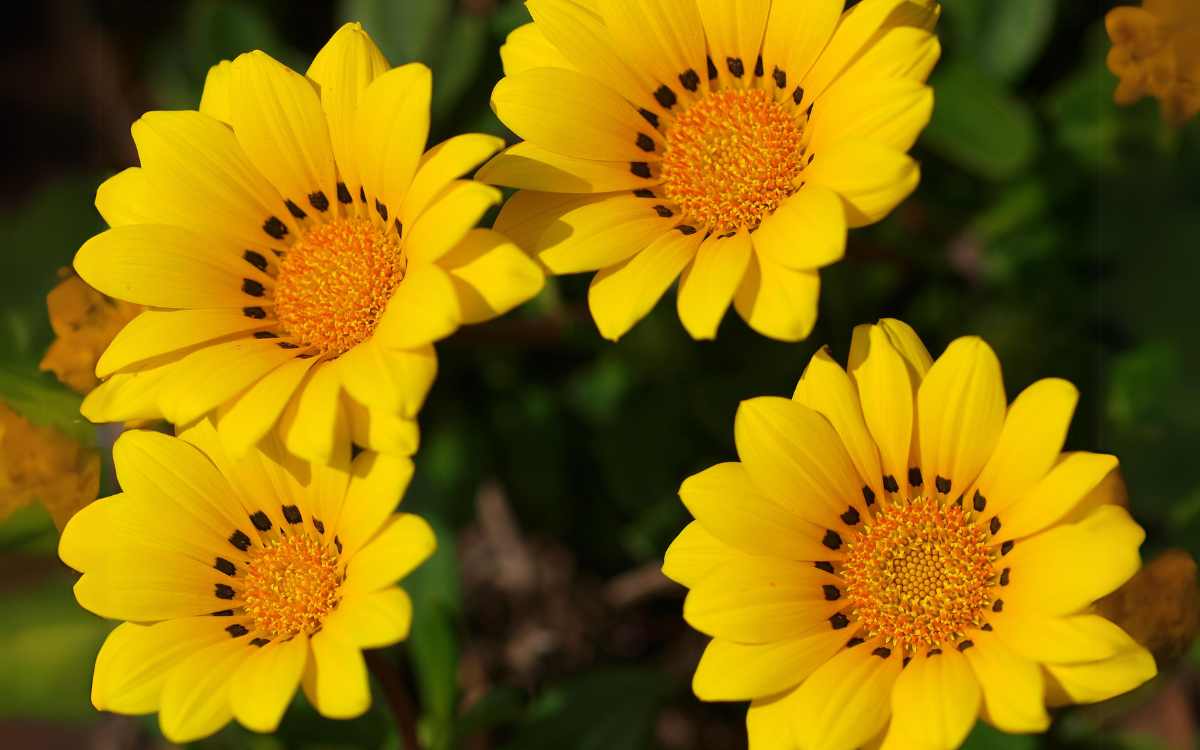 Gazania with yellow flowers