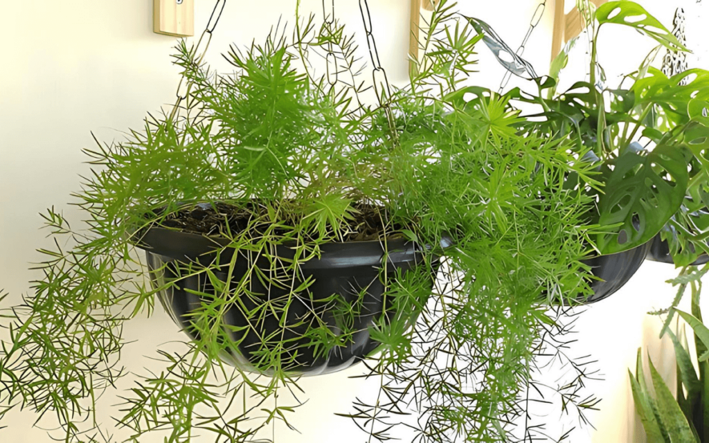 Curiosities and How to Care for Asparagus Densiflorus