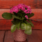 How to Grow and Care for Kalanchoe (With Photos)