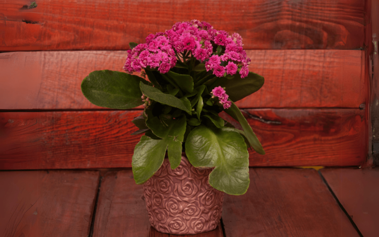 Kalanchoe – featured image How to Grow and Care for Kalanchoe (With Photos)