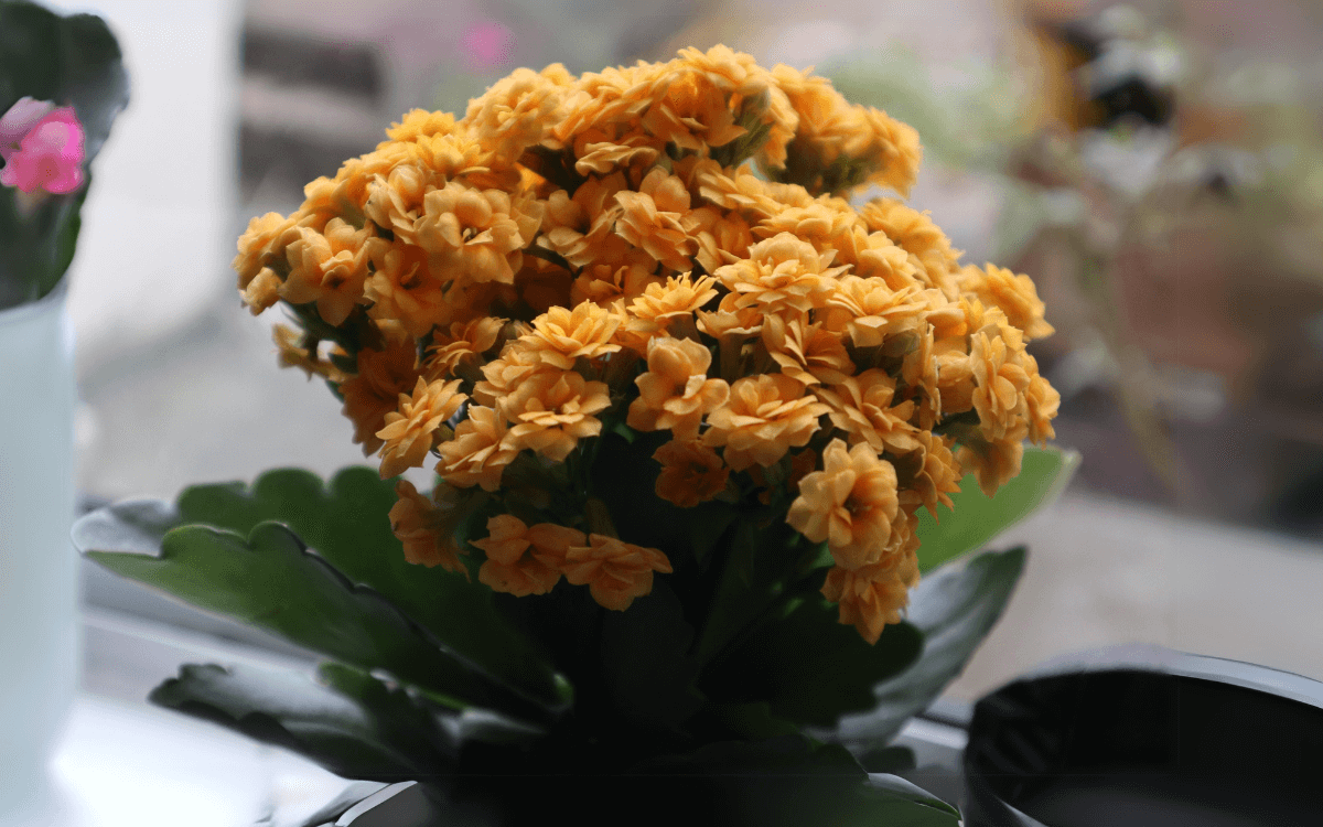 Kalanchoe plant