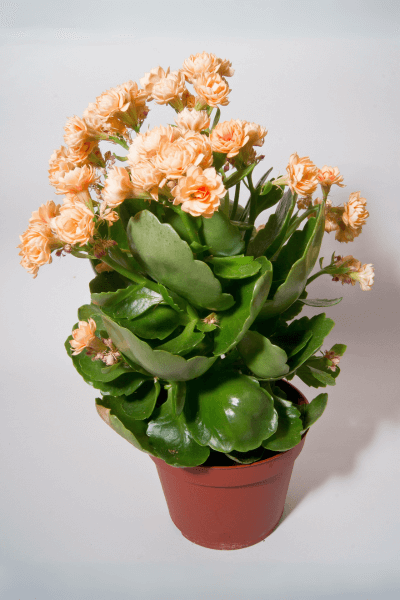 Kalanchoe with yellow flowers in a vase 02