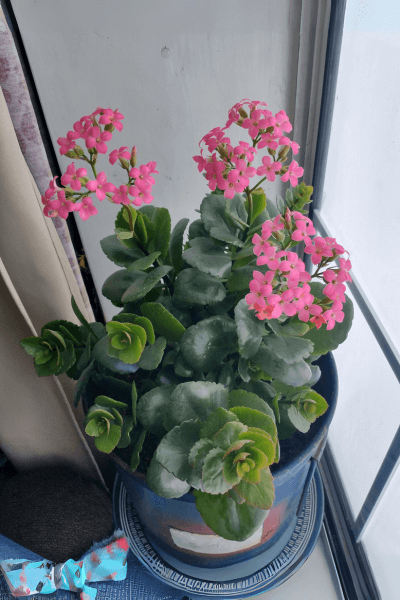Kalanchoe with yellow flowers in a vase