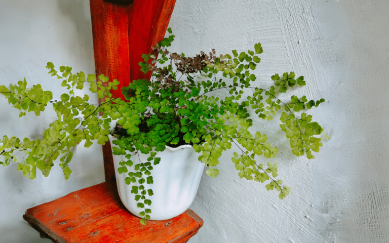 Maidenhair fern (Adiantum spp.) – Care Guide