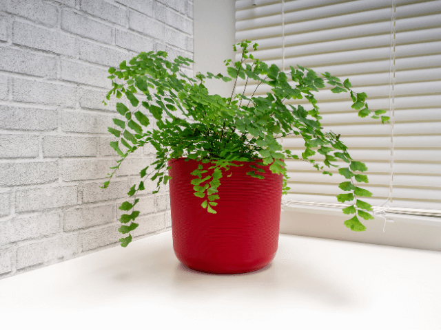 Maidenhair fern in a plant pot 02