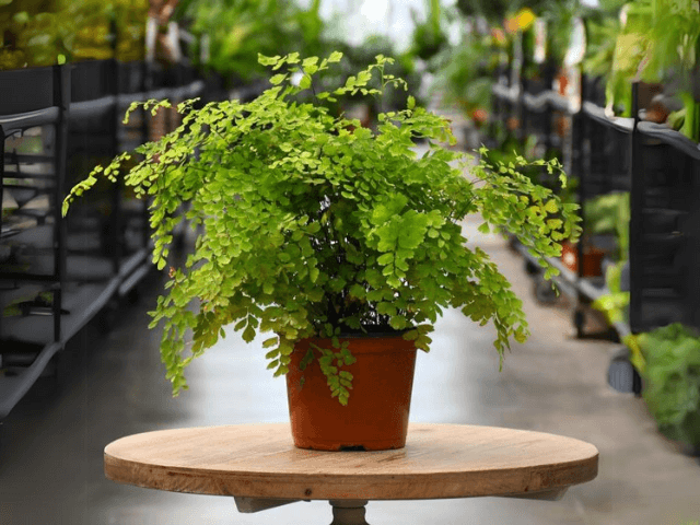 Maidenhair fern in a plant pot