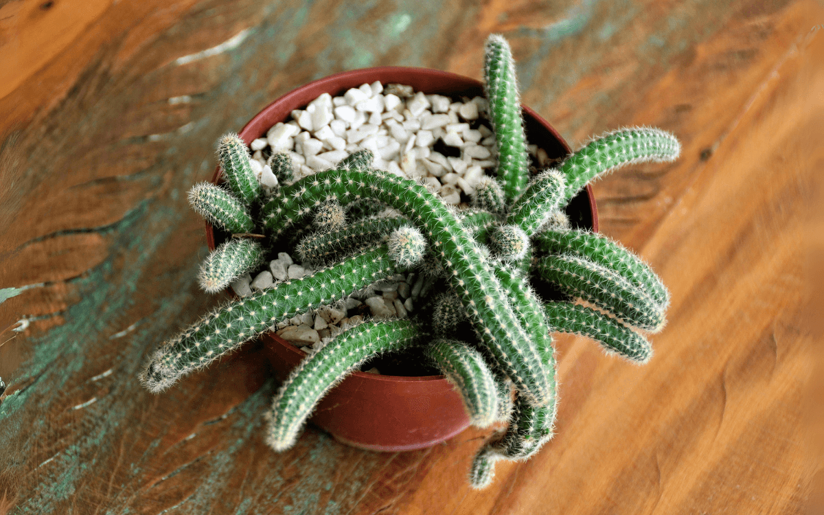 Peanut cactus in a plant pot 02