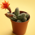 Peanut Cactus: How to Care, Curiosities, and Photos
