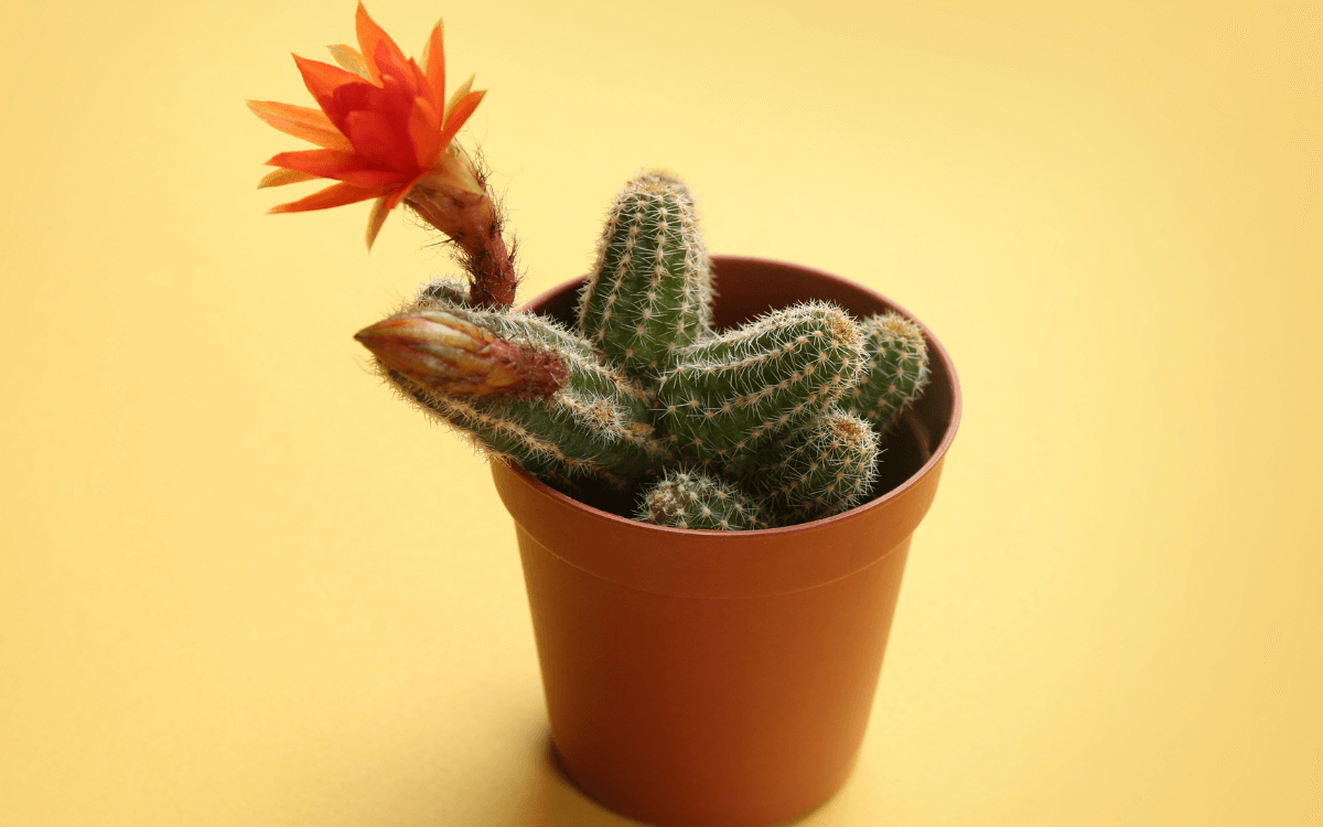 Peanut cactus in a plant pot