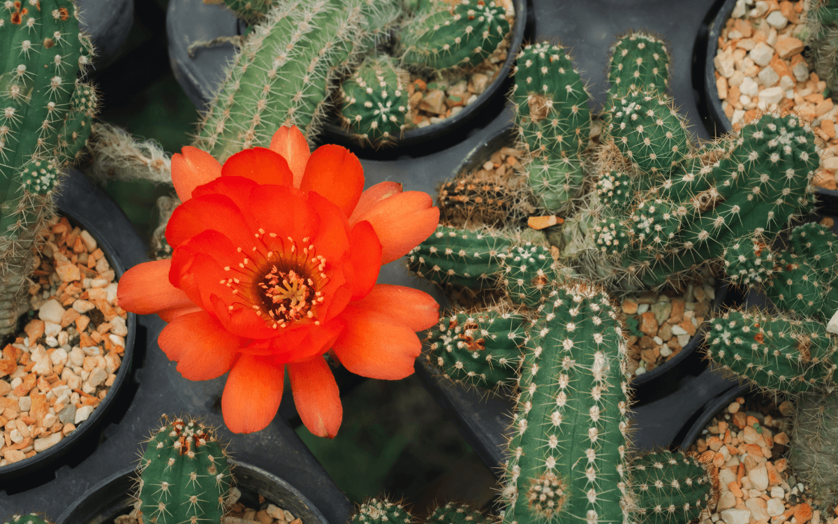 Peanut cactus with flower