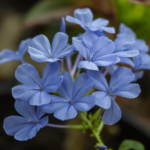 Plumbago (Leadworts plant): How to Grow and Propagate